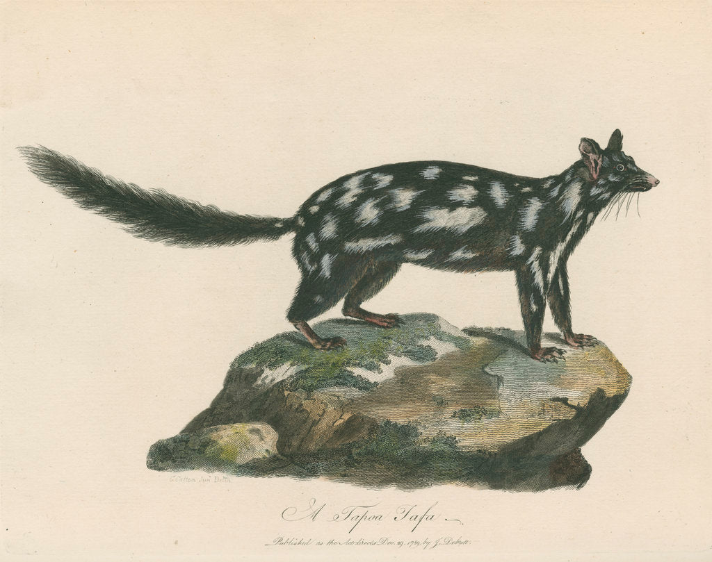 Detail of A Tapoa Tafa (Eastern quoll) by Charles Catton the younger