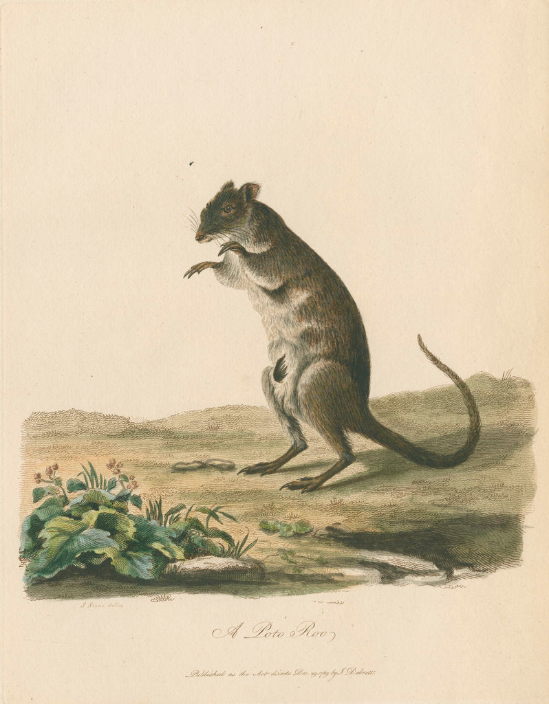 Detail of A Poto Roo by Sarah Stone