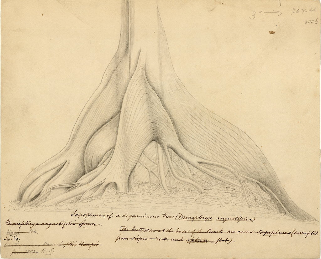 Detail of Buttresses of a Leguminous tree by Richard Spruce