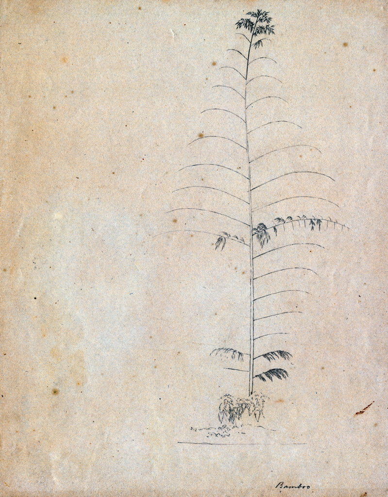 Detail of Bamboo sketch by Richard Spruce