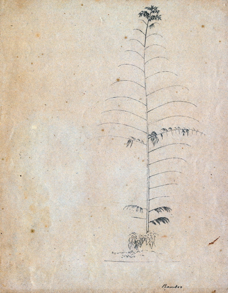 Detail of Bamboo sketch by Richard Spruce