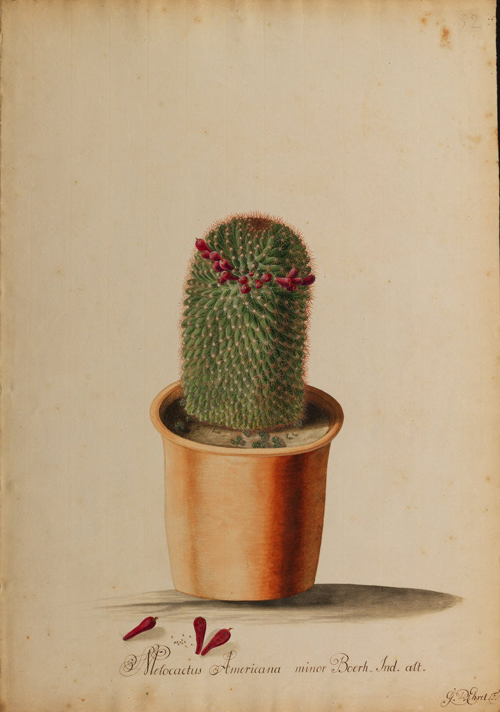 Detail of Melocactus americana minor Boerh by Georg Dionysius Ehret