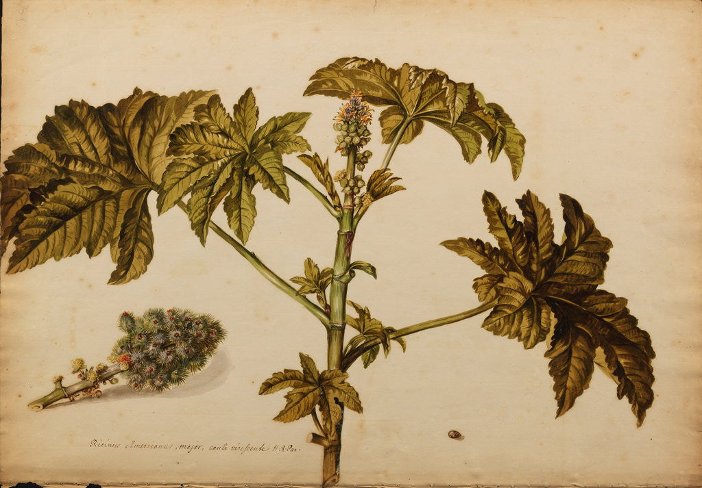 Detail of Ricinus americanus by Georg Dionysius Ehret