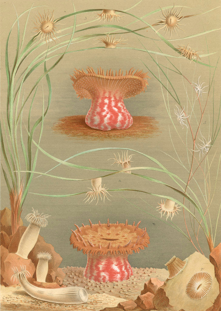 Detail of ‘Ragactis, Anemonia, Aiptasia…' [Sea anemones] by Werner & Winter GmbH