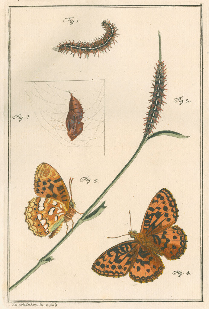 Detail of High brown fritillary by Johann Rudolf Schellenbur