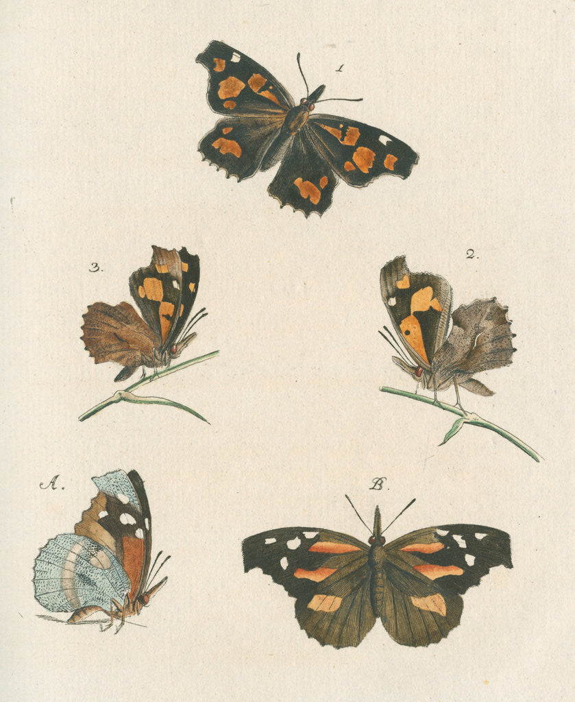 Detail of Nettle-tree butterfly by Johann Rudolf Schellenbur