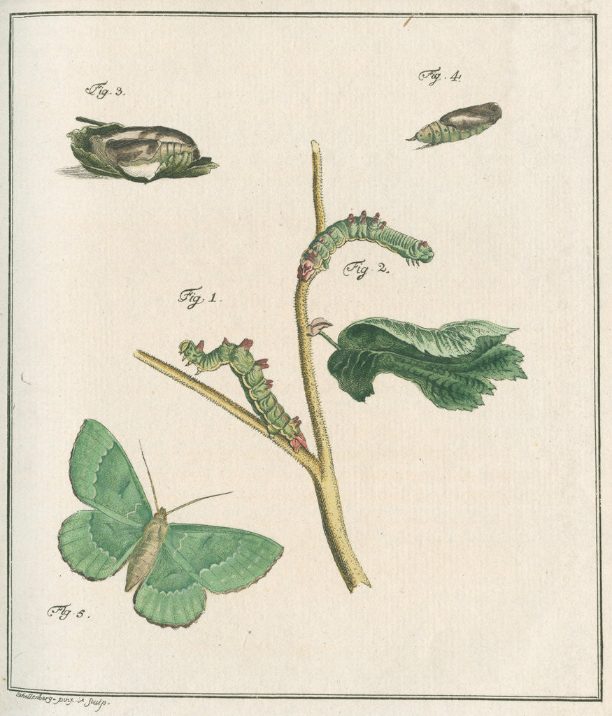 Detail of Large emerald moth by Johann Rudolf Schellenbur