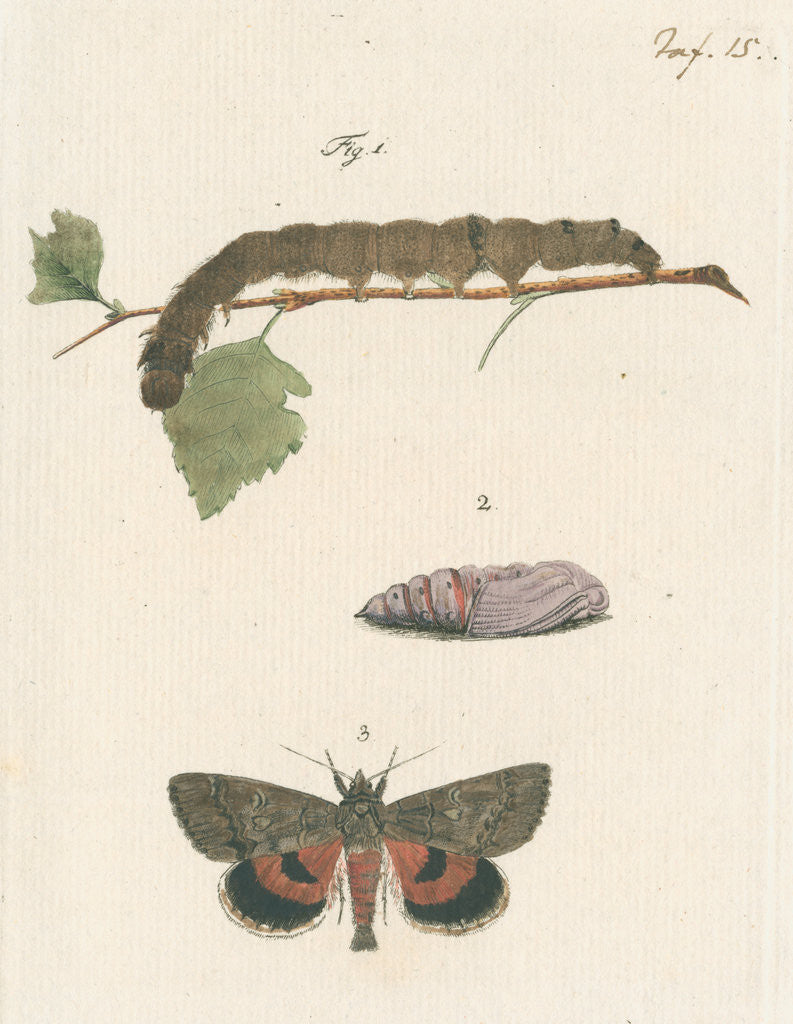 Detail of Nettle-tree butterfly by Johann Rudolf Schellenbur