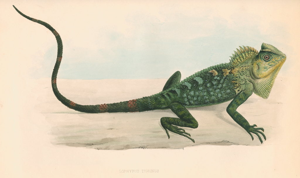 Detail of Lophyrus tigrinus by Unknown