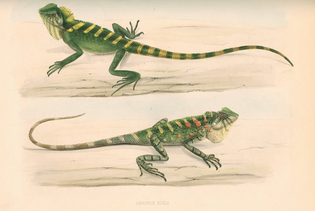 Detail of Lophyrus kuhlii by Unknown