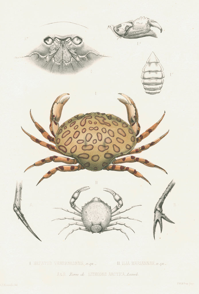 Detail of Studies of three crabs by Unknown