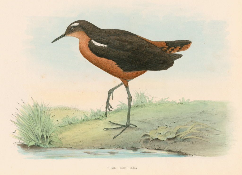 Detail of Tringa leucoptera by Unknown