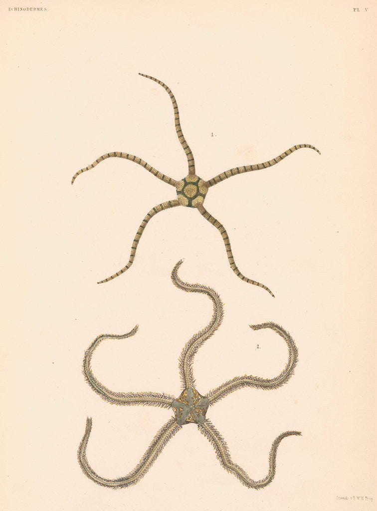 Detail of Brittle stars by Unknown