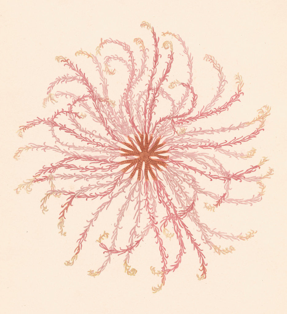 Detail of Comatula novae guineae by Unknown