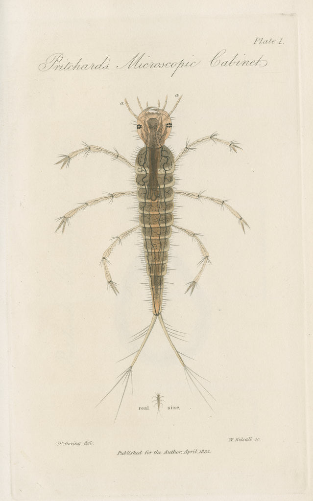 Detail of Larva of Dytiscus by William Kelsall