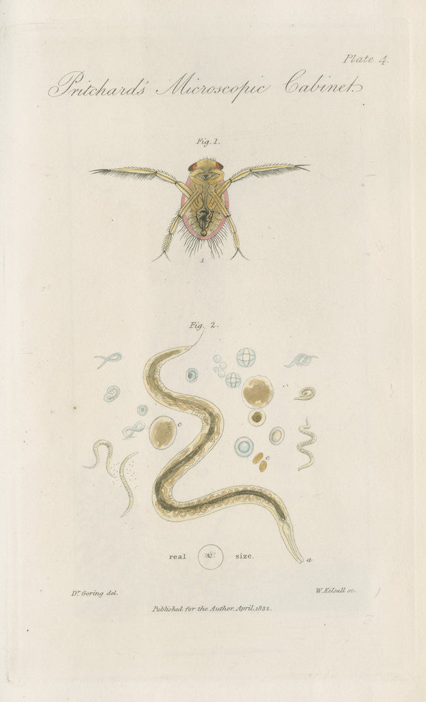 Detail of Pygmy backswimmer and ‘Eel animalcule’ by William Kelsall