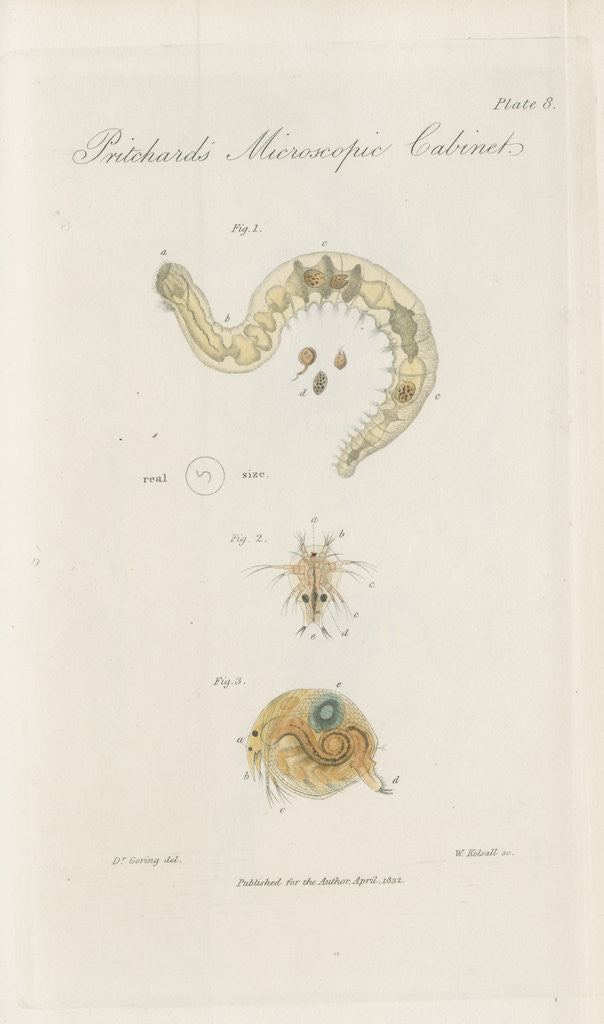 Detail of Freshwater insects by William Kelsall