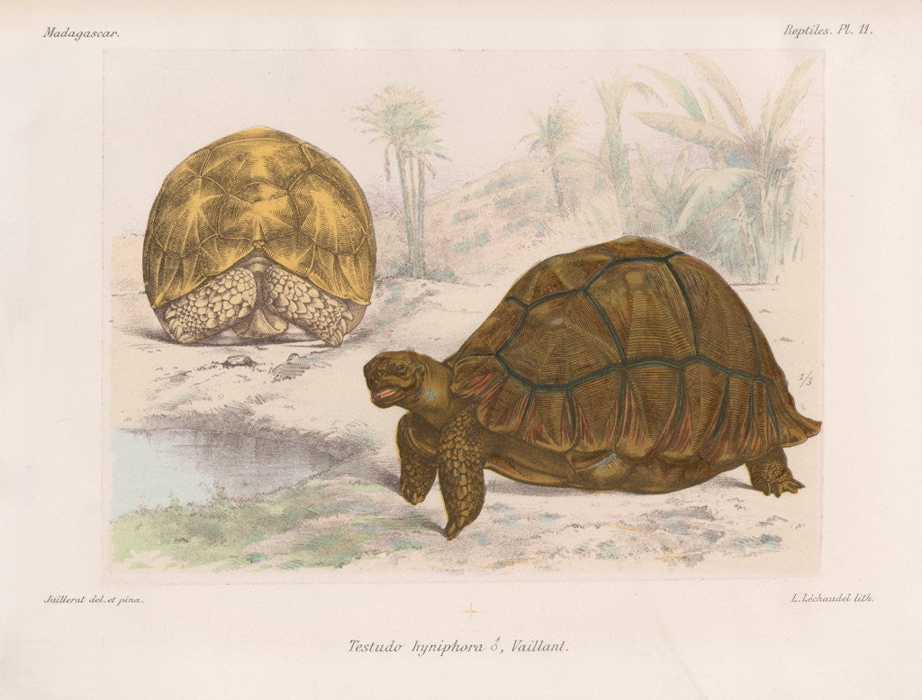 Detail of Angonoka tortoise by Louis Léchaudel