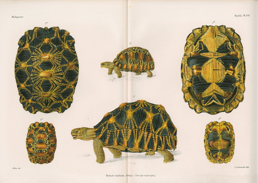 Detail of Radiated tortoise by Louis Léchaudel
