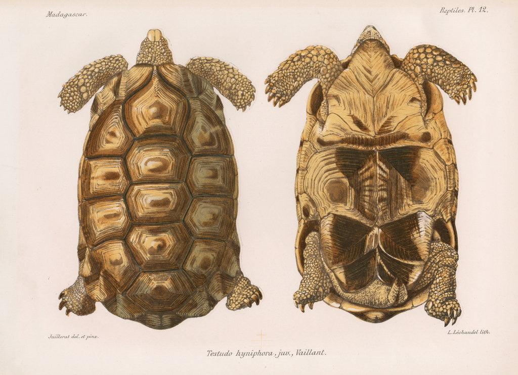 Detail of Angonoka tortoise by Louis Léchaudel