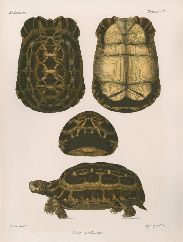 Detail of Spider tortoise by Étienne Alexandre Arnould Locard