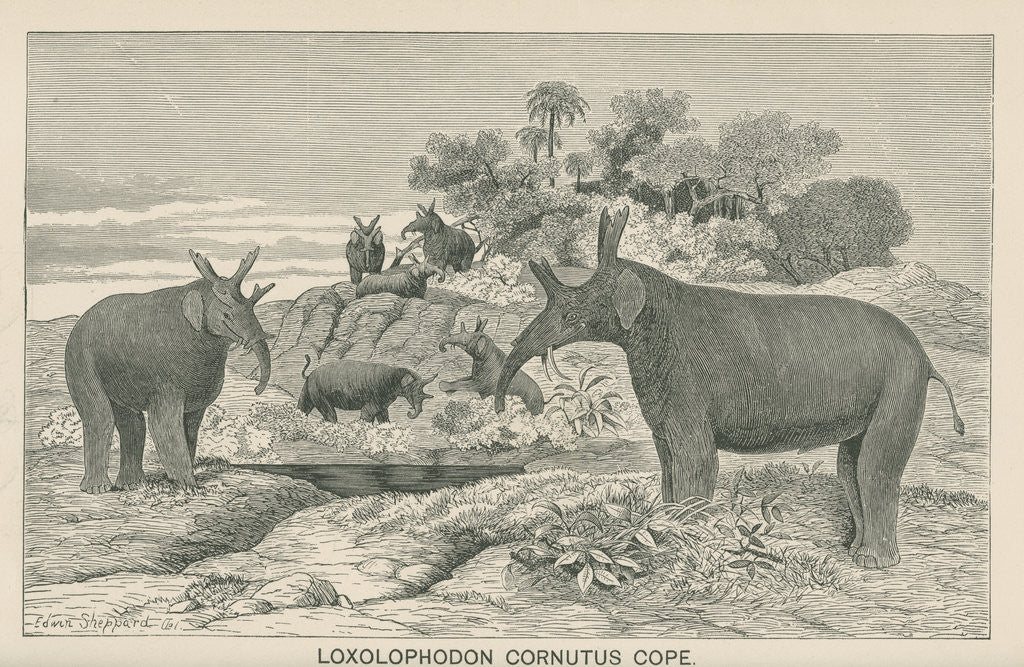 Detail of ‘Loxolophodon cornutus’ by Edwin Sheppard