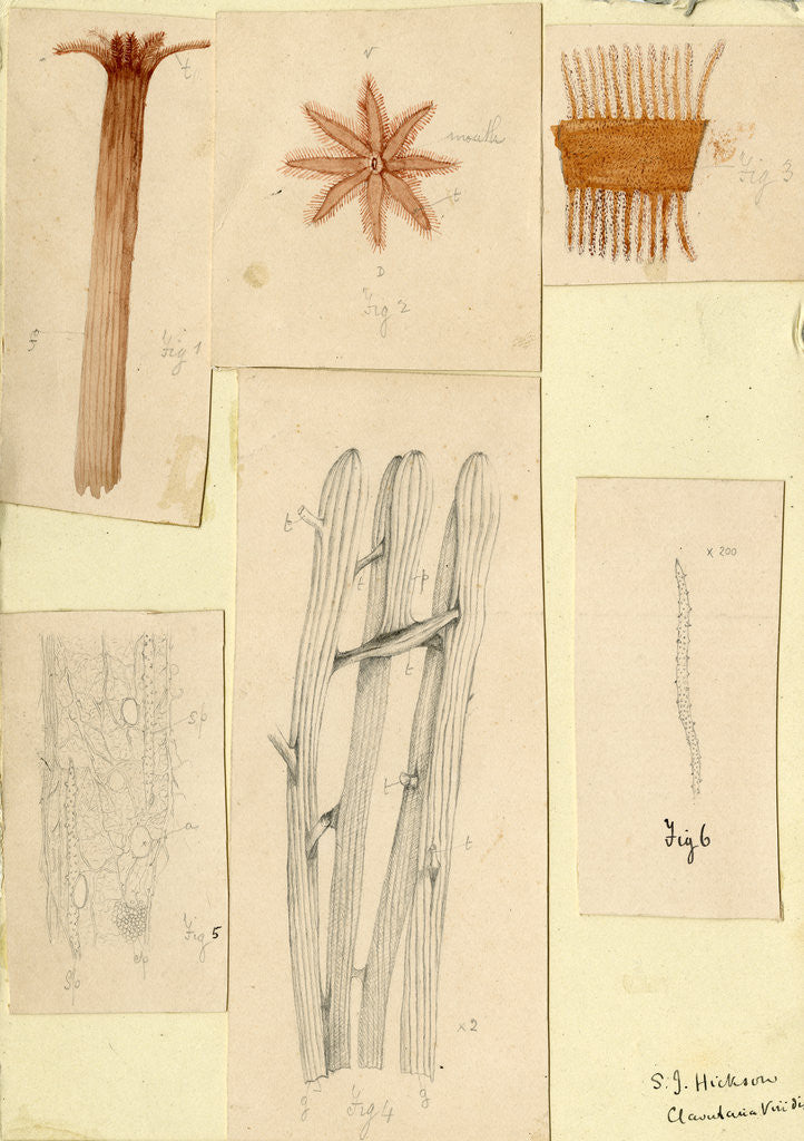 Detail of ‘Clavularia viridis’ by Sydney John Hickson