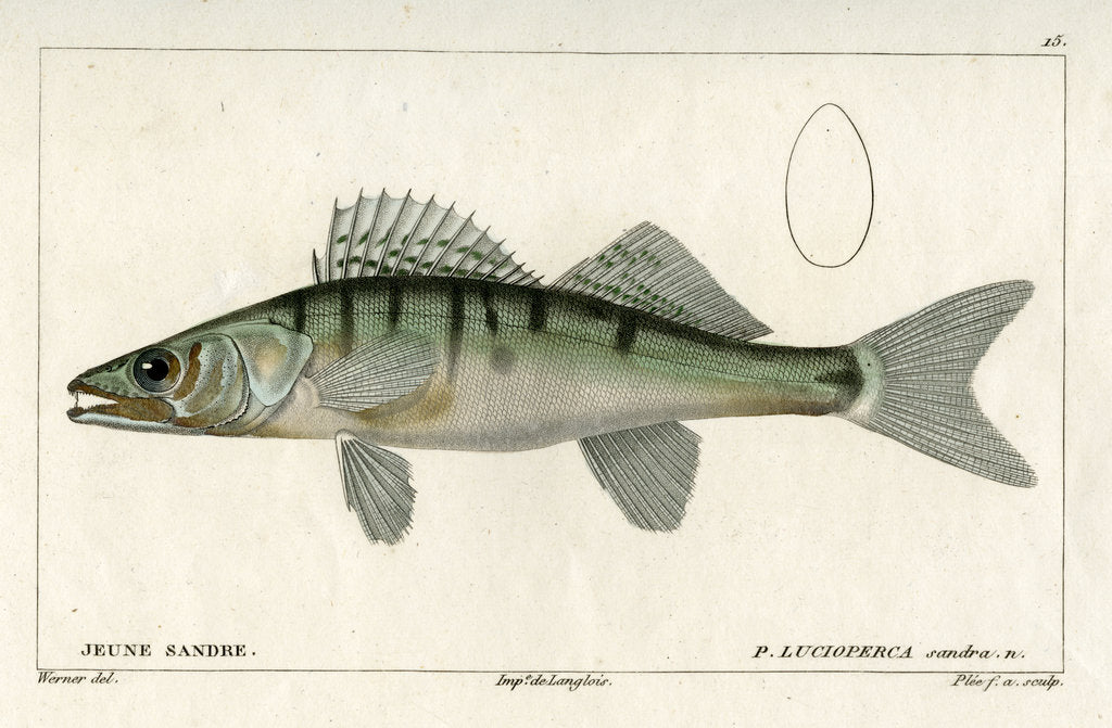 Detail of Zander by Francois Plée