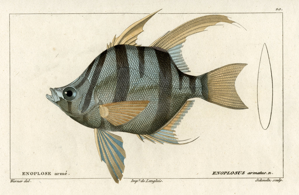 Detail of ‘Old Wife’ by Martin Schmeltz