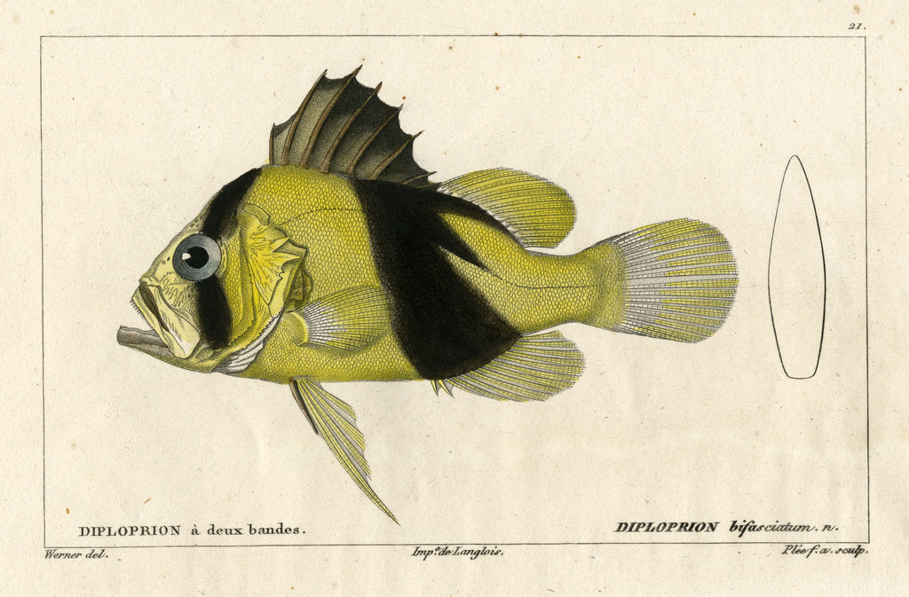 Detail of Barred soapfish by Francois Plée