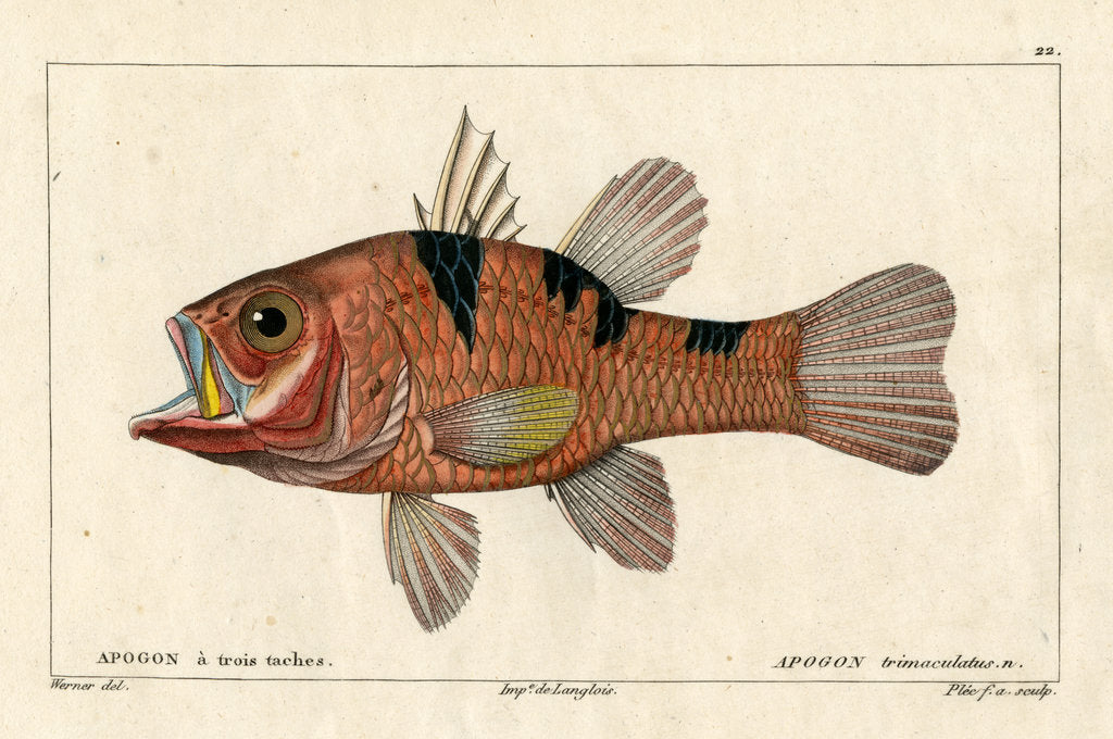 Detail of Three-spot cardinalfish by Francois Plée