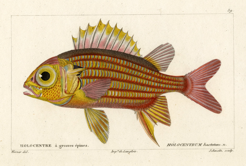 Detail of Red squirrelfish by Martin Schmeltz