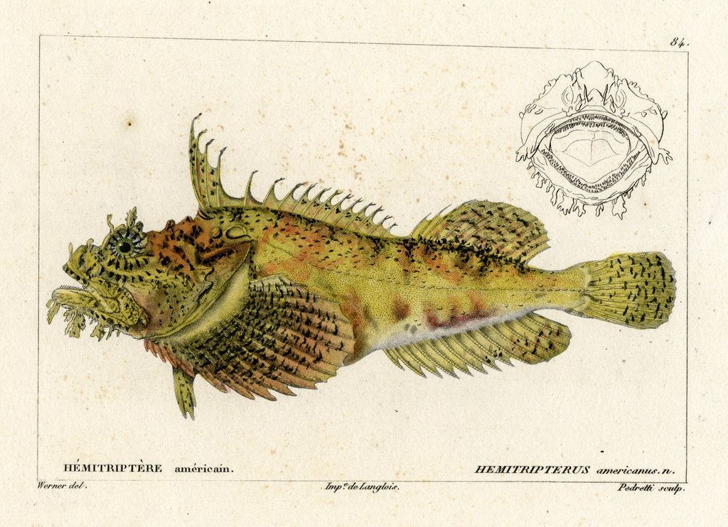 Detail of Sea raven by Vittore Pedretti