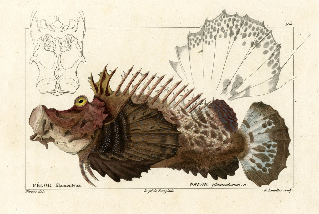 Detail of Two-stick stingfish by Martin Schmeltz