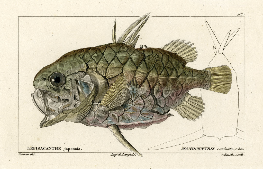 Detail of Pinecone fish by Martin Schmeltz