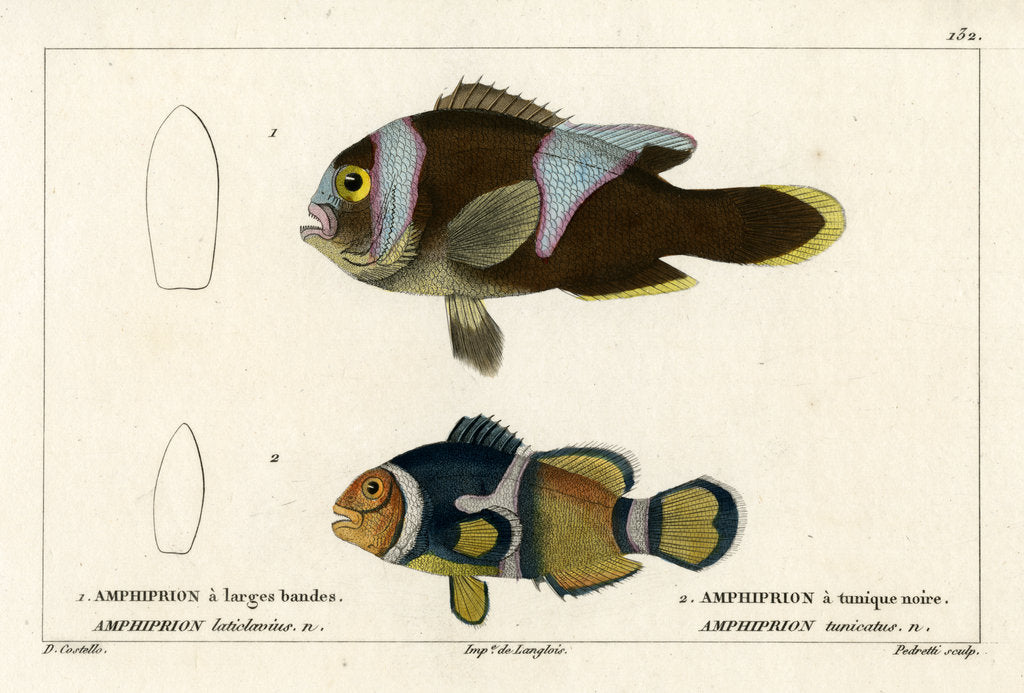 Detail of Two clownfishes by Vittore Pedretti