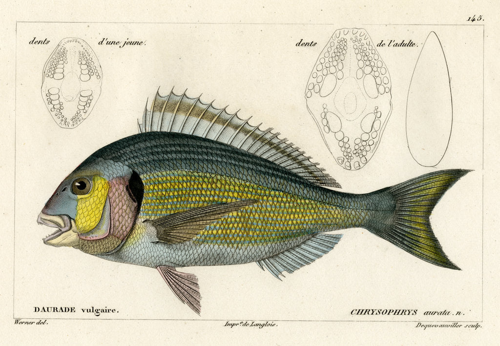 Detail of Snapper by François Jacques Dequevauviller