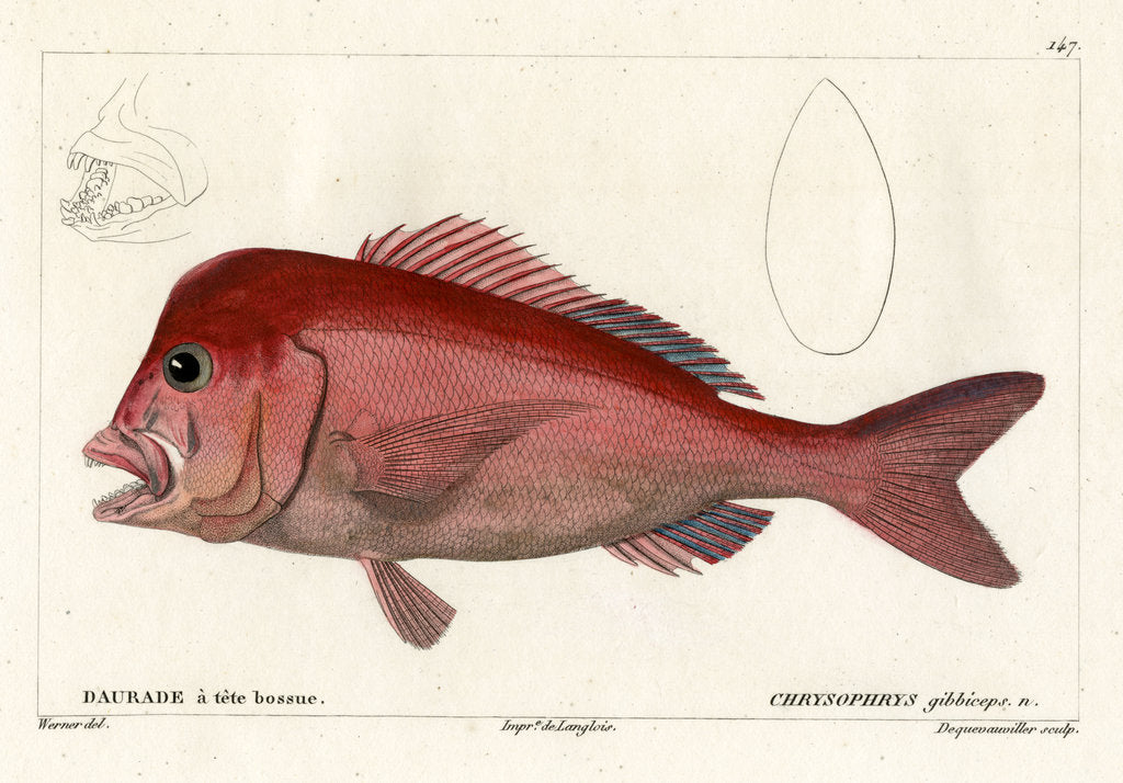 Detail of Red stumpnose by François Jacques Dequevauviller