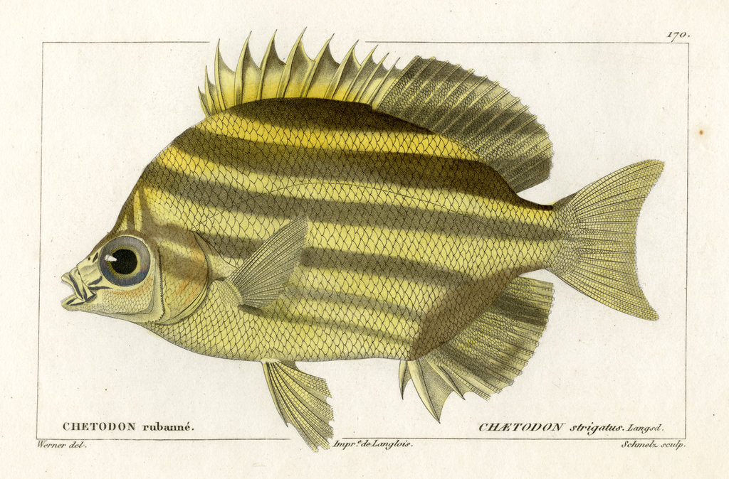 Detail of Stripey by Martin Schmeltz