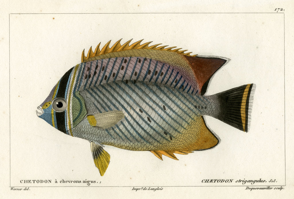 Detail of Chevron butterflyfish by François Jacques Dequevauviller