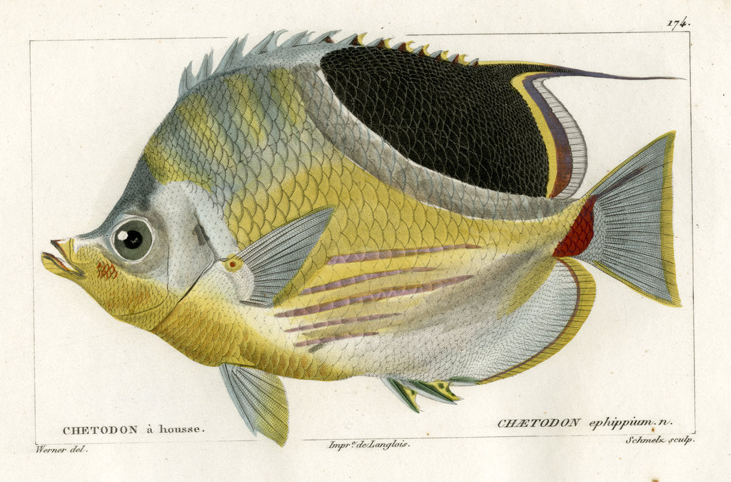 Detail of Saddle butterflyfish by Martin Schmeltz