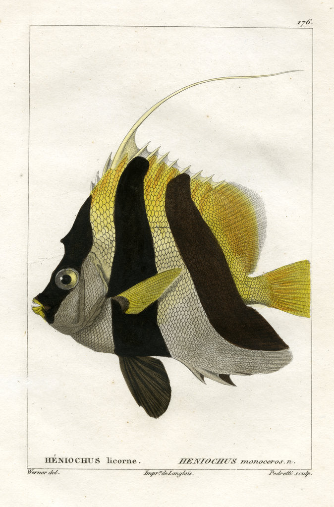 Detail of Masked bannerfish by Vittore Pedretti