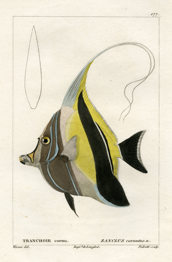 Detail of Moorish idol by Vittore Pedretti