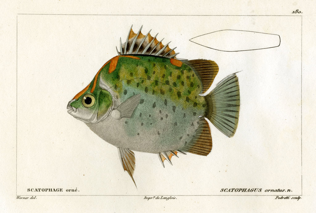 Detail of Spotted scat by Vittore Pedretti