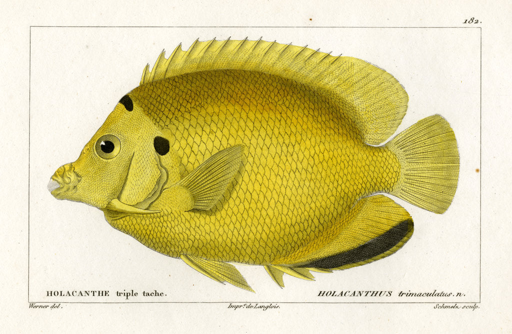 Detail of Threespot angelfish by Martin Schmeltz