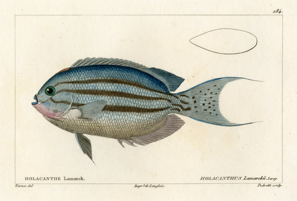 Detail of Lamarck’s angelfish by Vittore Pedretti