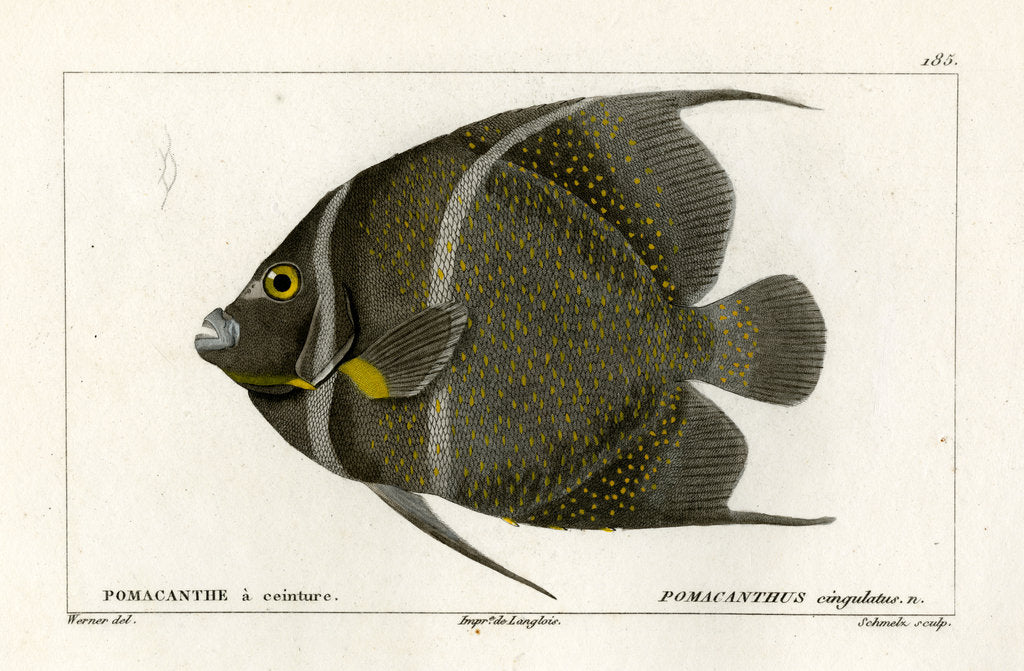 Detail of Grey angelfish by Martin Schmeltz