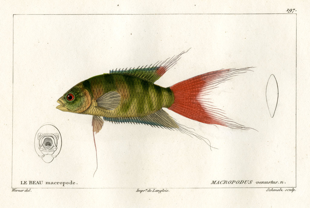 Detail of Paradise fish by Martin Schmeltz