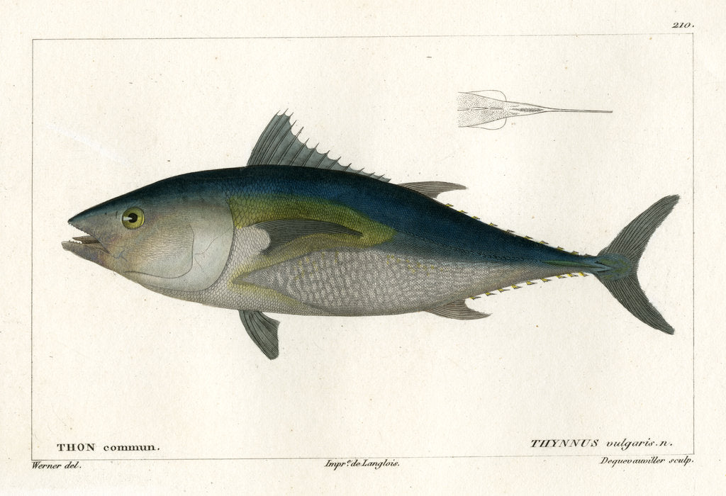 Detail of Atlantic bluefin tuna by François Jacques Dequevauviller