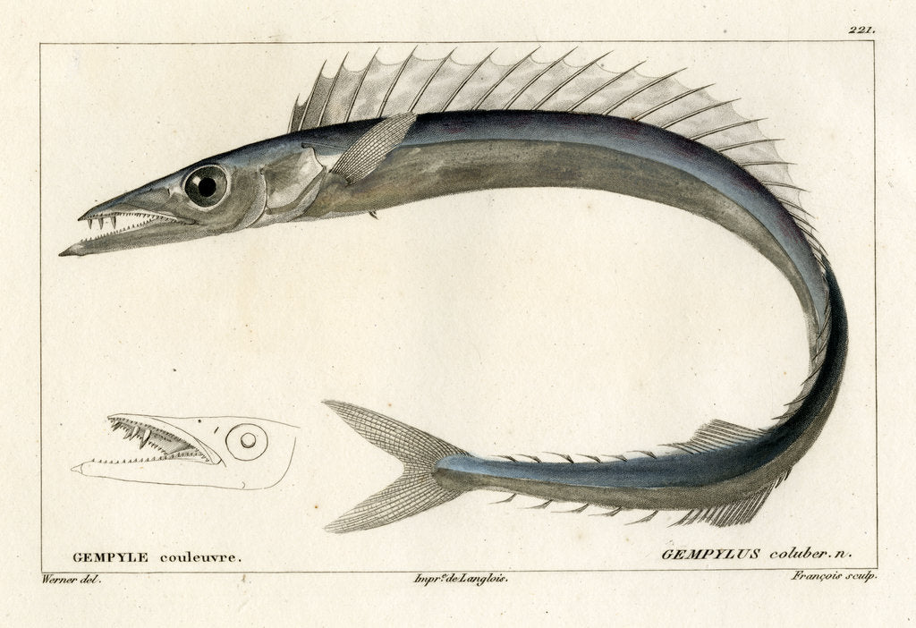 Detail of Snake mackerel by François